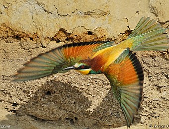 Animali 290